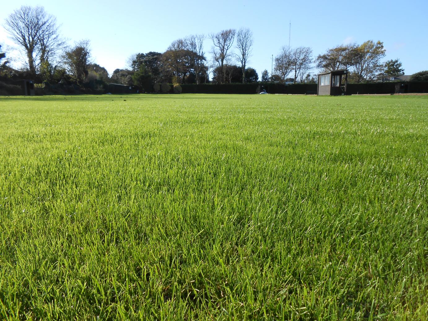 Newly laid lawn in November