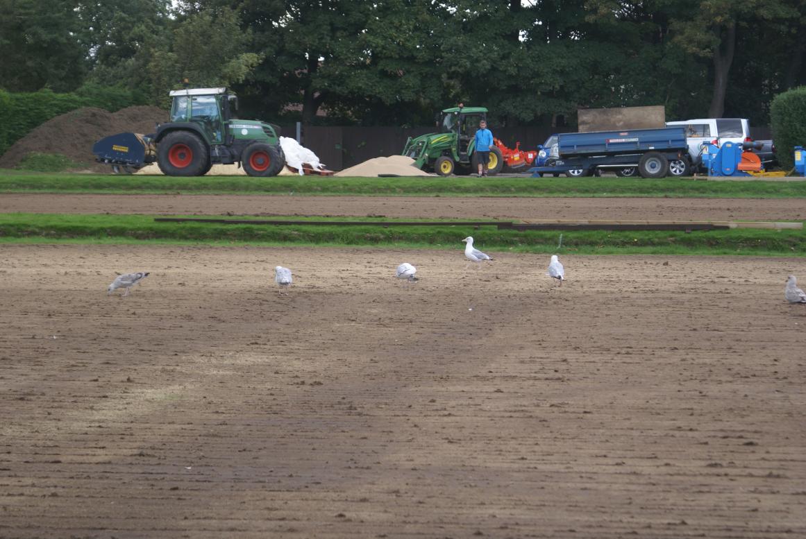 Laying new lawns (photo Ray Hall)