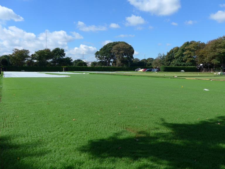 Laying new lawns: Lawn 4 after 2 weeks (photo Ray Hall)