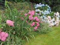 Summer tournament: Club flowerbeds in bloom