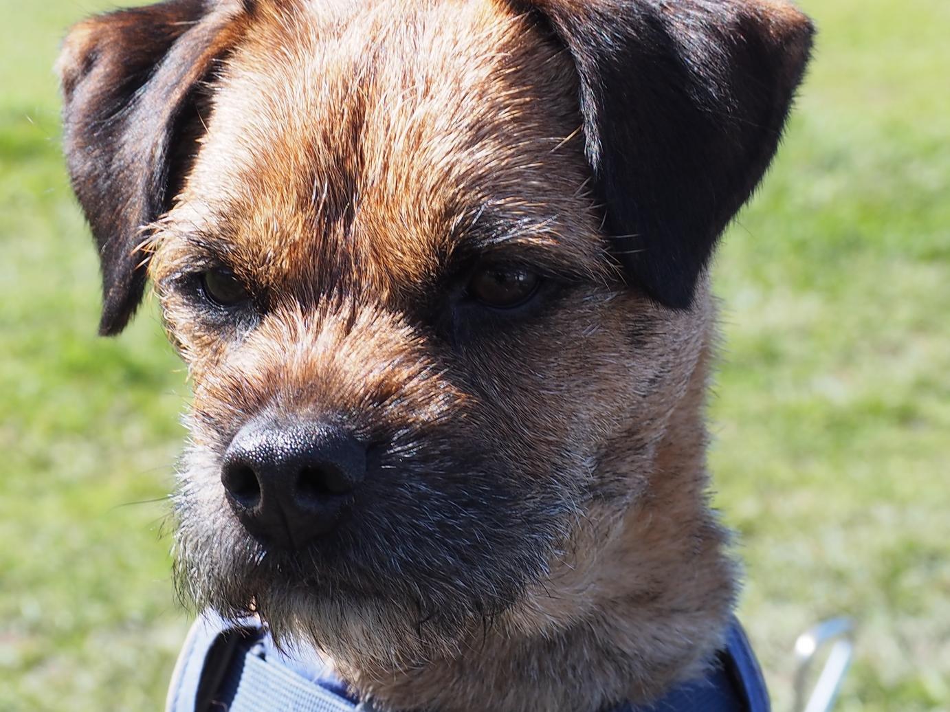 GC doubles 29th March: honorary player Crunchie!