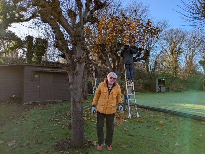 Pleaching the limes, 2025: Gerald O'Brien