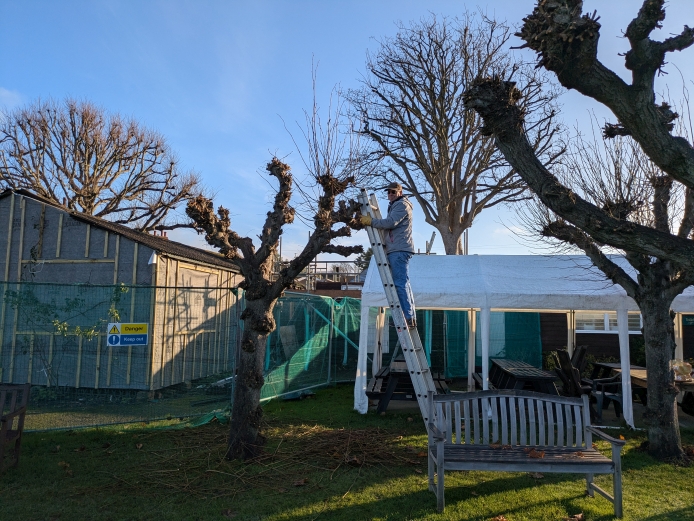 Pleaching the limes, 2025: Clive Hayton